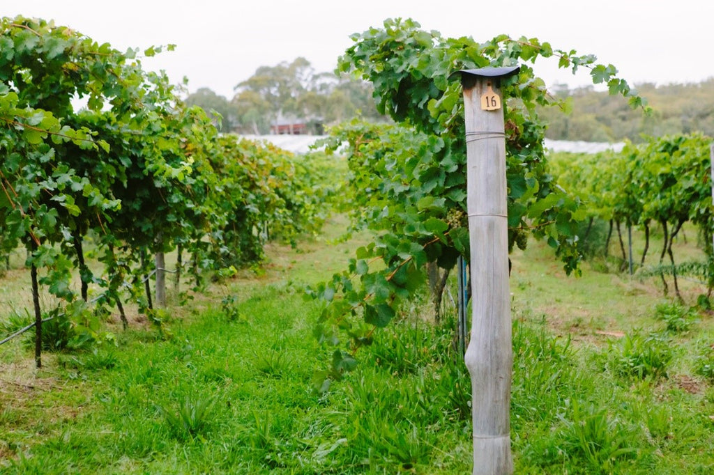 A Hybrid Organic Approach – Yarrh Wines